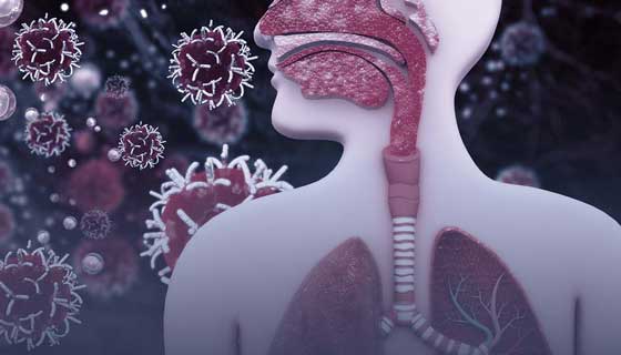 artistic illustration of trachea and larynx