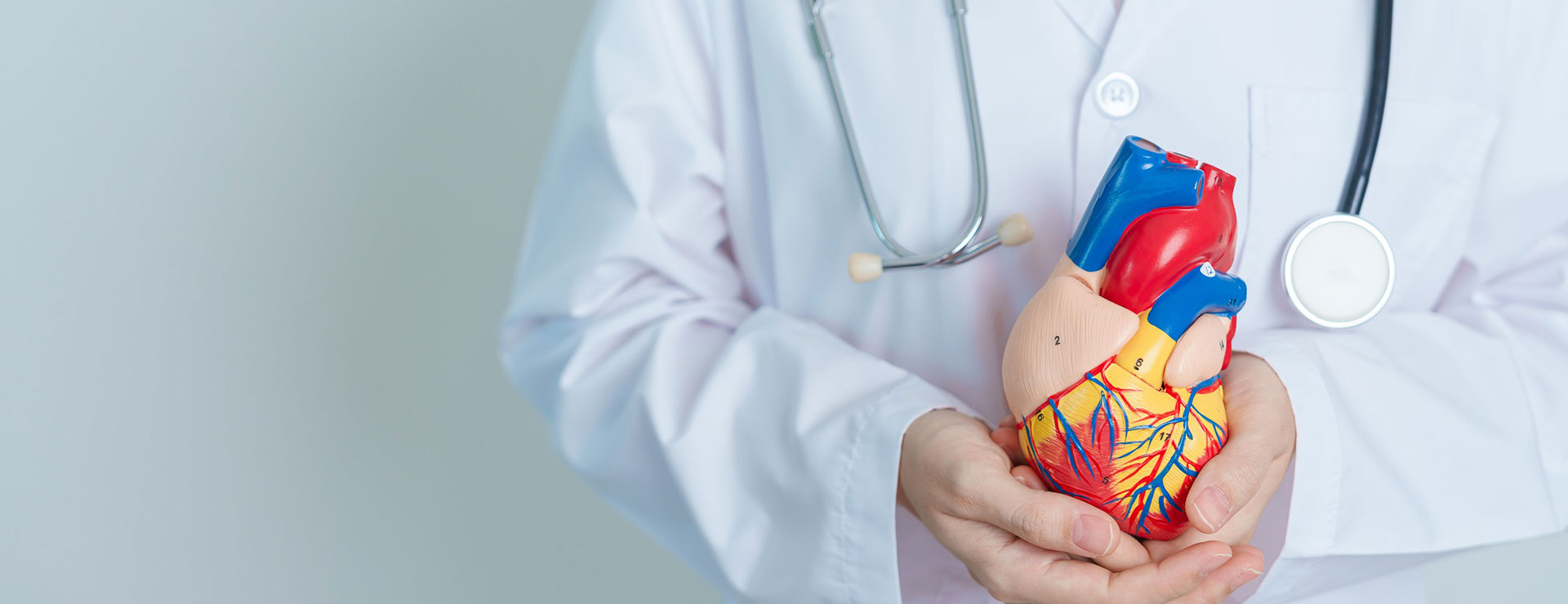 doctor holds a model of a heart