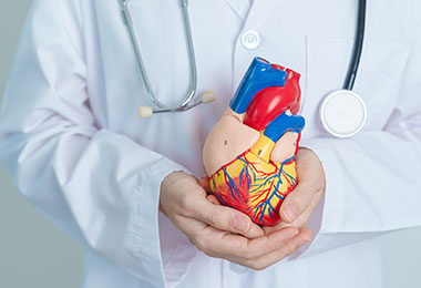 doctor holds a model of a heart