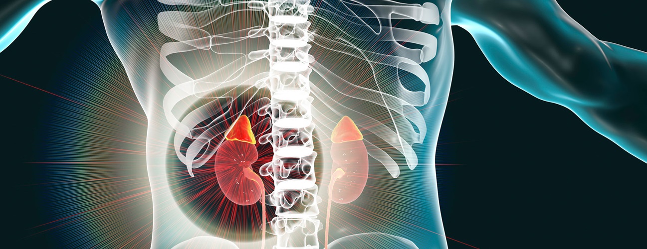 A medical illustration of the adrenal glands, which sit on top of the kidneys