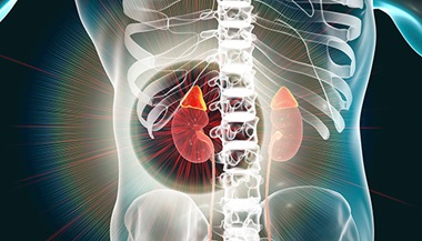 A medical illustration of the adrenal glands, which sit on top of the kidneys