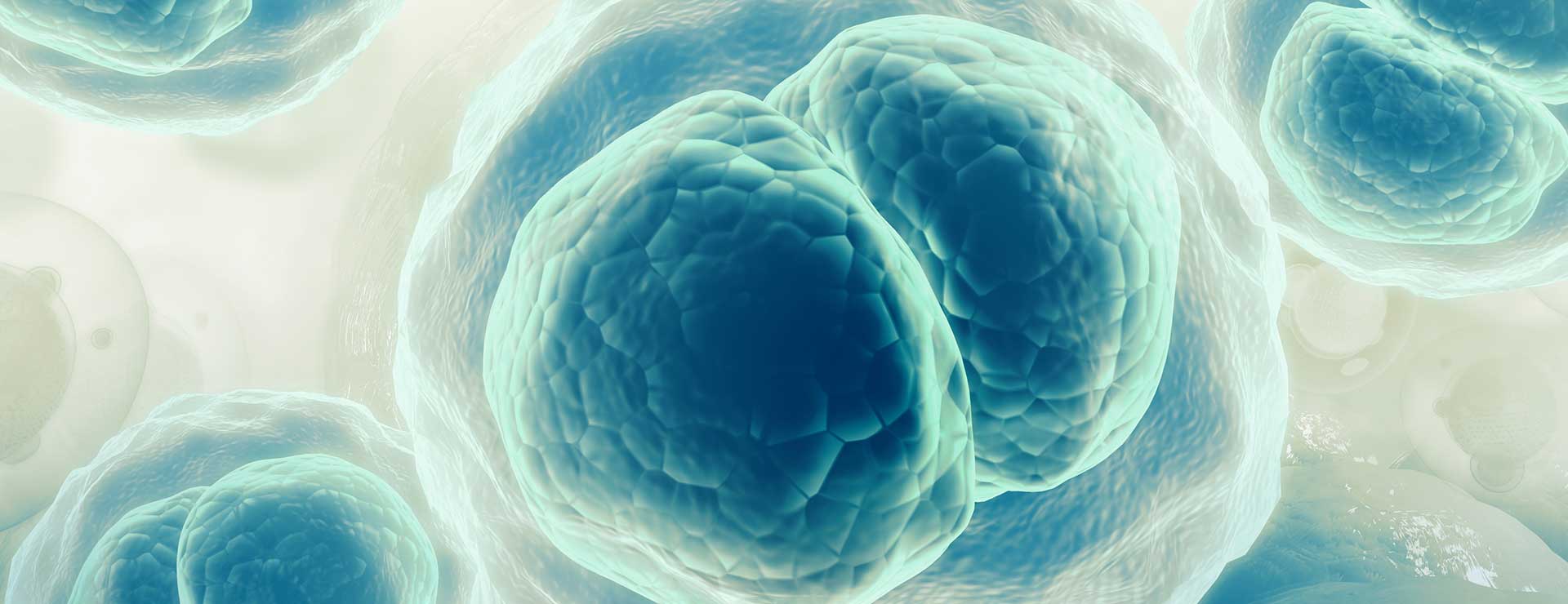 3D illustration of cells splitting.