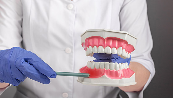 Doctor pointing to the gums on a model of the human mouth.