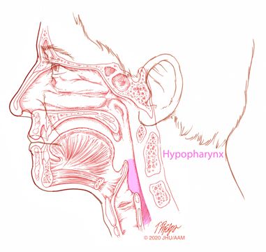 sagittal hypopharynx illustration
