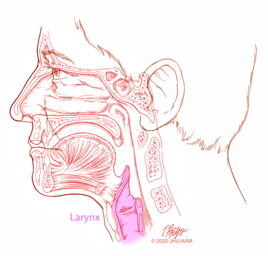 sagittal larynx illustration