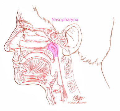 sagittal nasopharynx illustration
