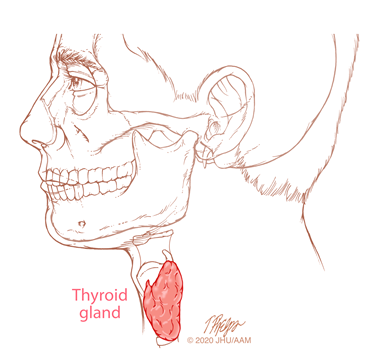 sagittal thyroid illustration