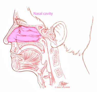 nasal cavity drawing