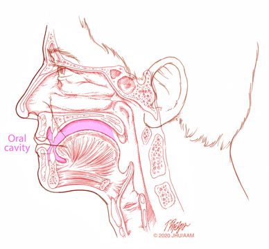 sagittal oral cavity illustration