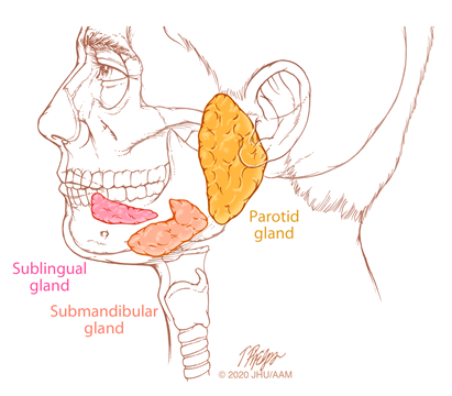 salivary gland illustration