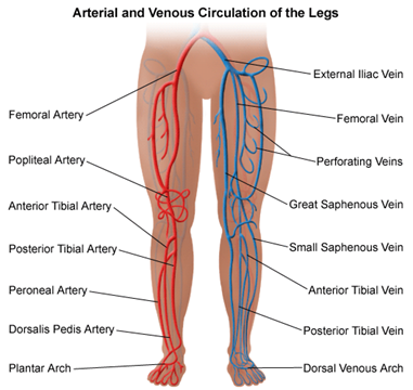 Ilustrație a sistemului circulator al picioarelor.