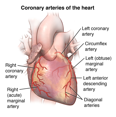 Anatomy And Function Of The Coronary Arteries Johns Hopkins Medicine