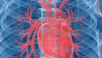 Diagram of the heart and chest