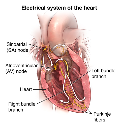 Diagram of the heart's electrical system.