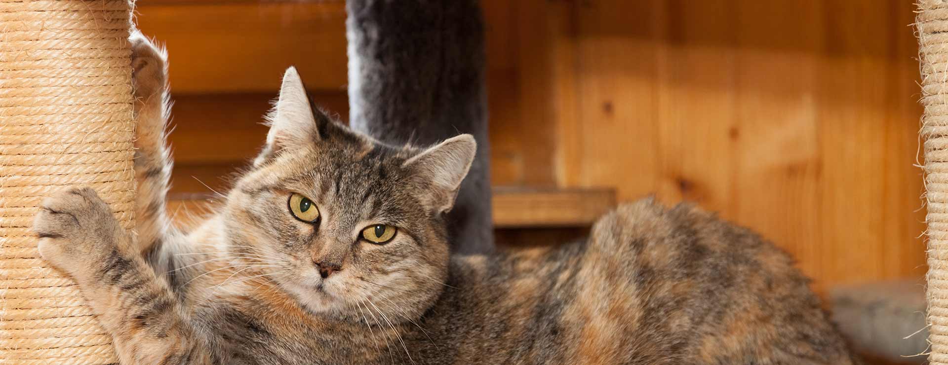 Lavender Oil for Cats: Is it Safe? | Nikura