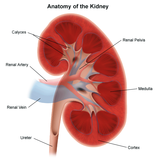 illustration of the kidney anatomy