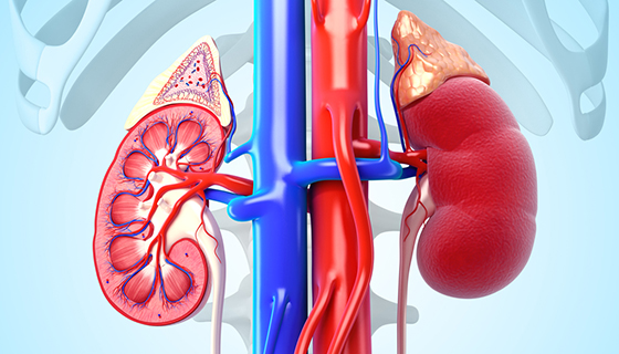 Renal Vascular Disease | Johns Hopkins Medicine