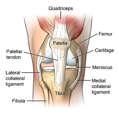 diagram of human knee