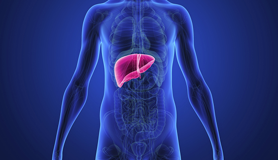 Alcoholic Liver Disease | Johns Hopkins Medicine
