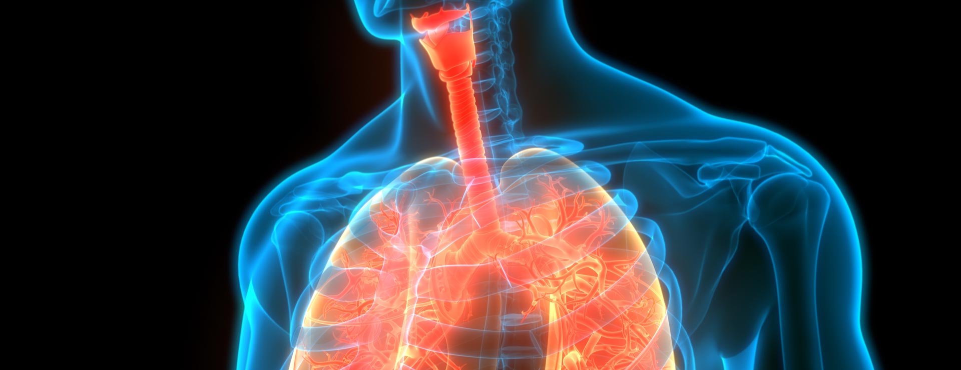 3D graphic of the human body and lungs