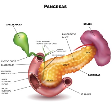 Diagram of the head, body and tail of the pancreas