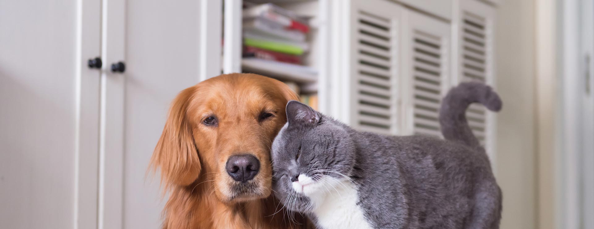 Friendly pet dog and cat