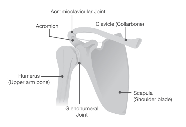 Anatomy of the shoulder