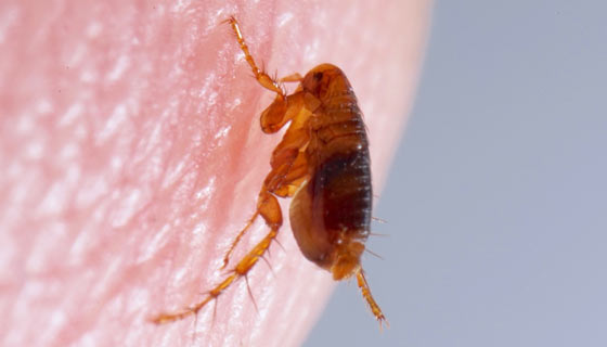 Close up photo of a flea