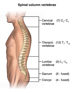 Graphic of spinal column vertebrae