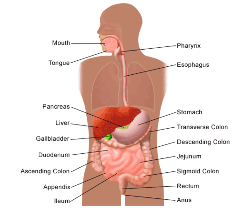 Organs involved in the digestive system anatomy