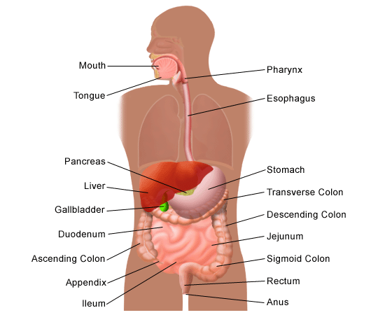 An illustration of the human digestive system.