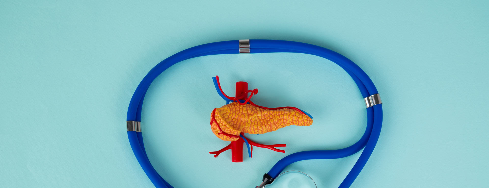 Pancreas model with a stethoscope