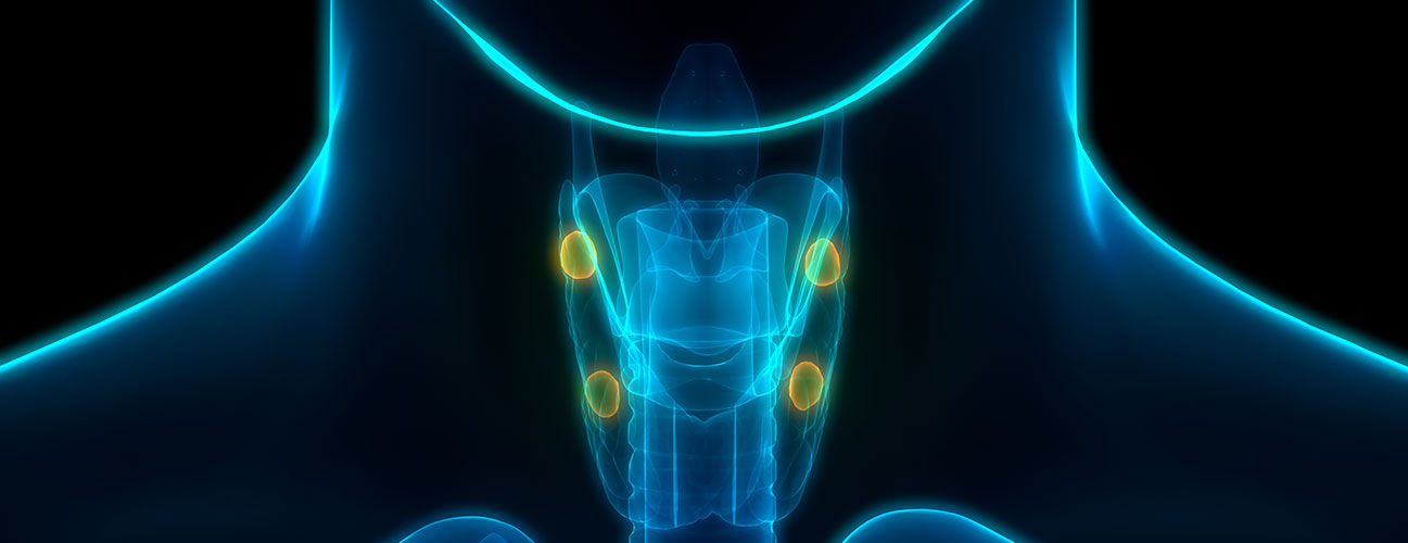 Bright diagram showing four parathryoid glands sitting behind the thyroid