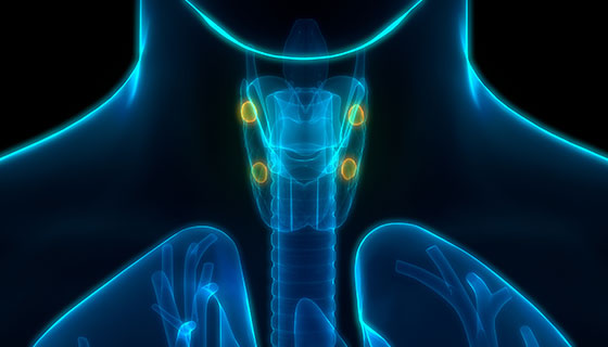 Bright diagram showing four parathryoid glands sitting behind the thyroid