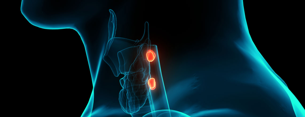 Side view of two parathyroid glands sitting behind the thyroid in the neck