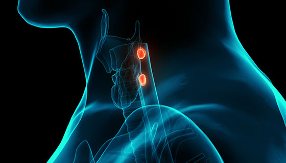 Side view of two parathyroid glands sitting behind the thyroid in the neck