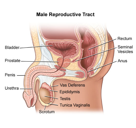 Diagram of the male reproductive tract.