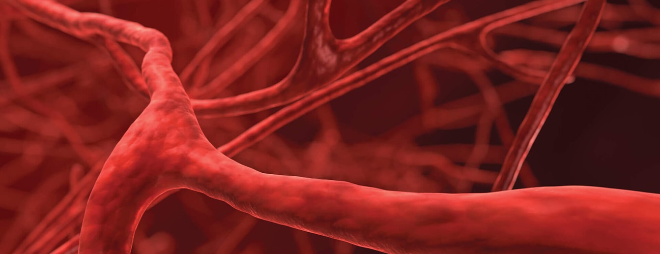 Image of veins and the cardiovascular system.