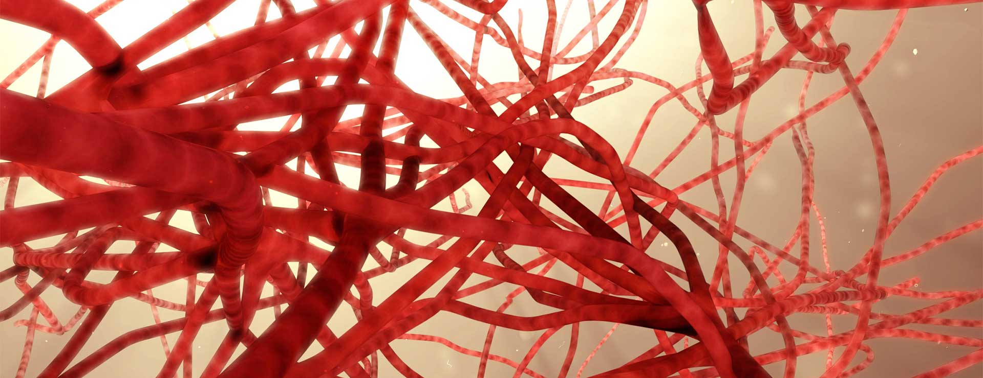 Digital illustration of vascular system.
