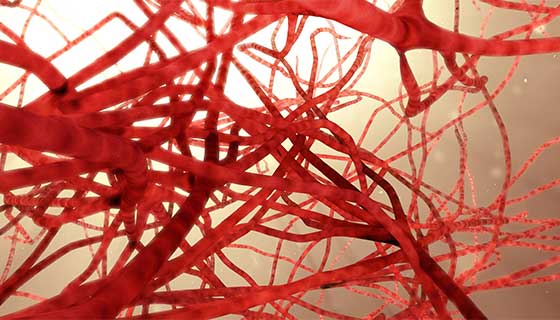 Digital illustration of vascular system.