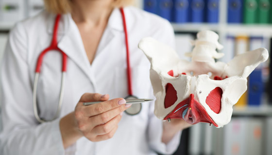 Doctor pointing to model of a female pelvis