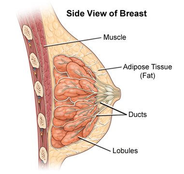 Breast Ultrasound  Johns Hopkins Medicine