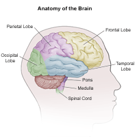 Illustration of the anatomy of the adult brain