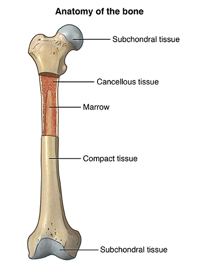 anatomy of the bone