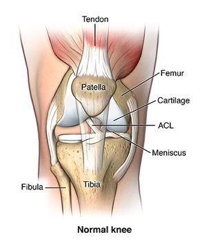 Anatomical illustration of the knee joint