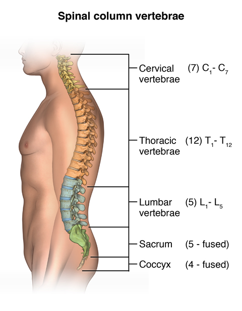 Illustration of the different sections of the spine