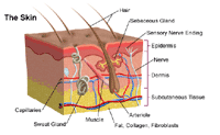 Anatomy of  the skin