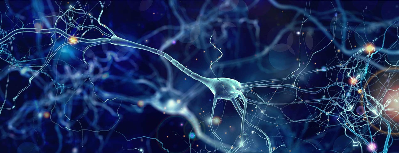 An illustration of a neuron.