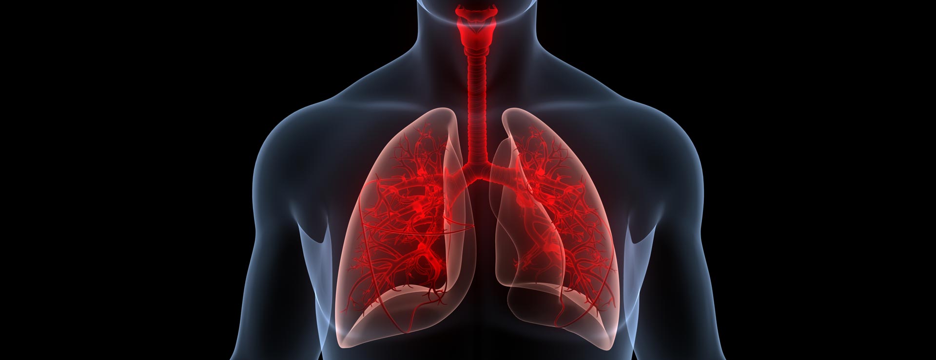3D graphic of the lung and human body