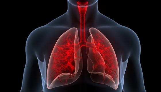 3D graphic of the lung and human body